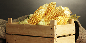 brazilian corn export