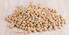 brazilian soybean