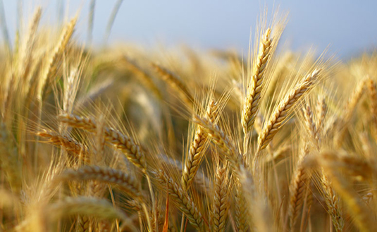 barley imported from Brazil - Brazil for Business